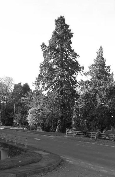 Mr Jenks’s Garden